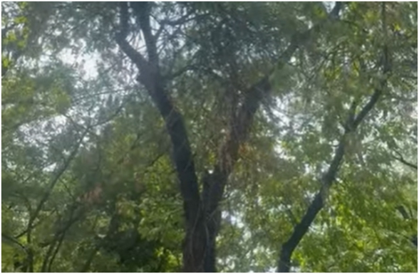 Գրեթե 5 միլիարդ դրամ է հատկացվում, բայց քաղաքը հսկայական չորացած ծառերով անապատացող տարածքի է վերածվում (տեսանյութ)